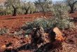 One of the olive fields that was cut off in the Afrin region - Image source: Afrin Post
