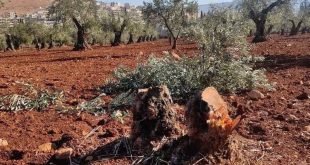 One of the olive fields that was cut off in the Afrin region - Image source: Afrin Post