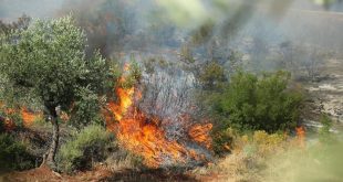 اندلاع الحرائق في غابة بمنطقة عفرين - مصدر الصورة: متداول (منظمة حقوق الإنسان - عفرين)