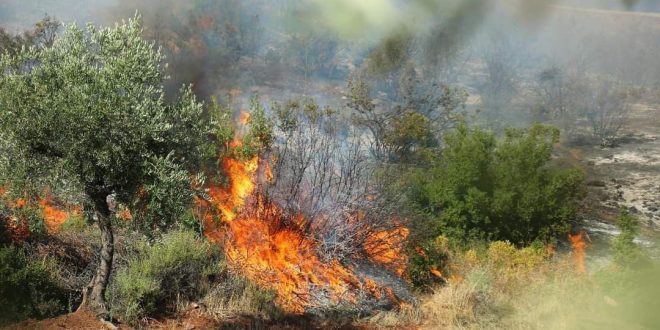 اندلاع الحرائق في غابة بمنطقة عفرين - مصدر الصورة: متداول (منظمة حقوق الإنسان - عفرين)