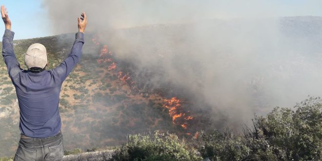 الحرائق المندلعة في إحدى الغابات بناحية راجو - مصدر الصورة: متداول